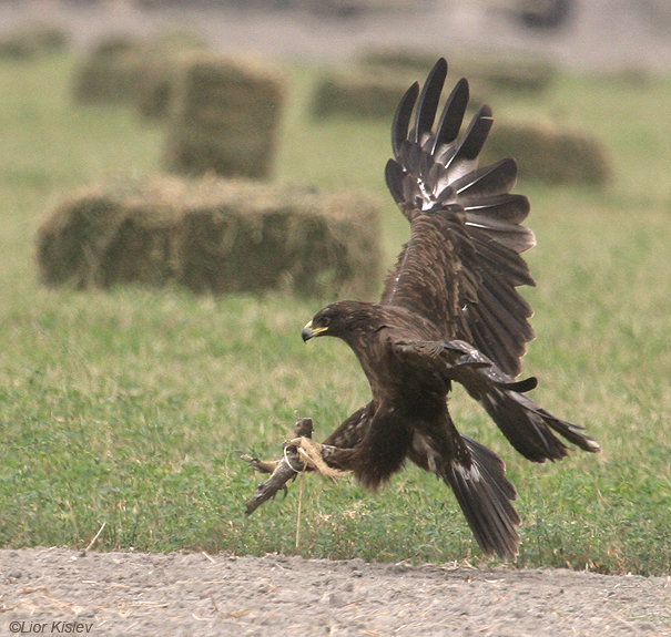 עיט צפרדעים  Greater Spotted Eagle   Aquila clanga                מעוז חיים,עמק בית שאן ,נובמבר 2007